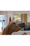 Arabian horse showhalter black and gold