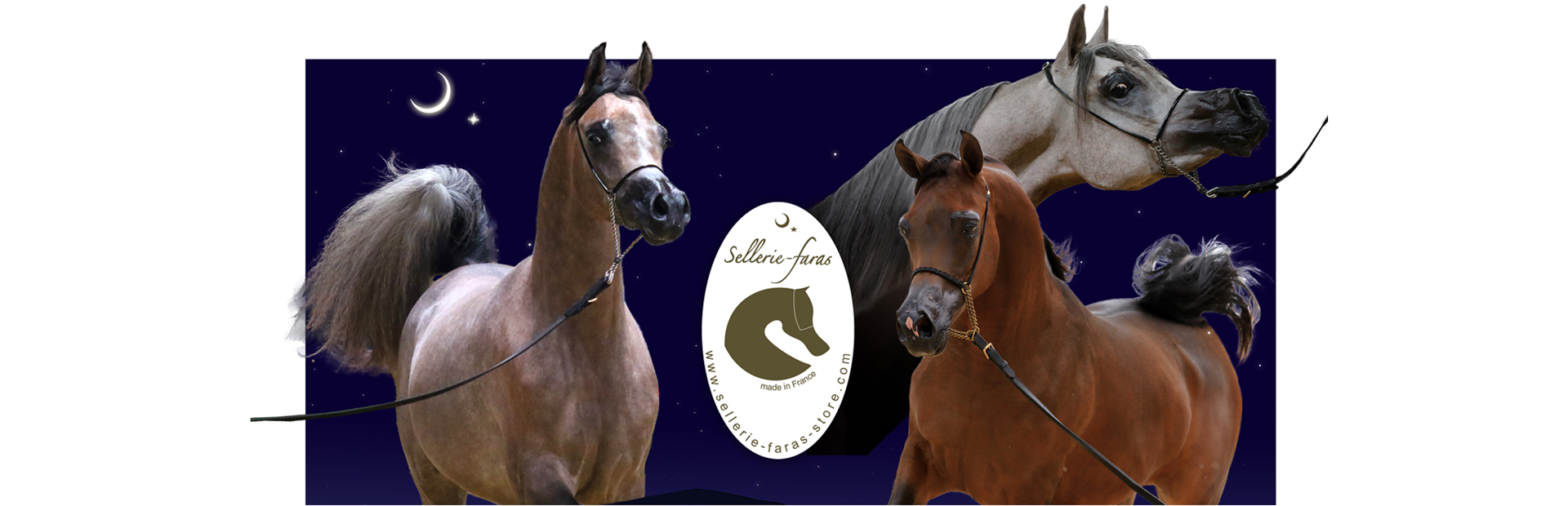 arabian horse showhalters sellerie faras