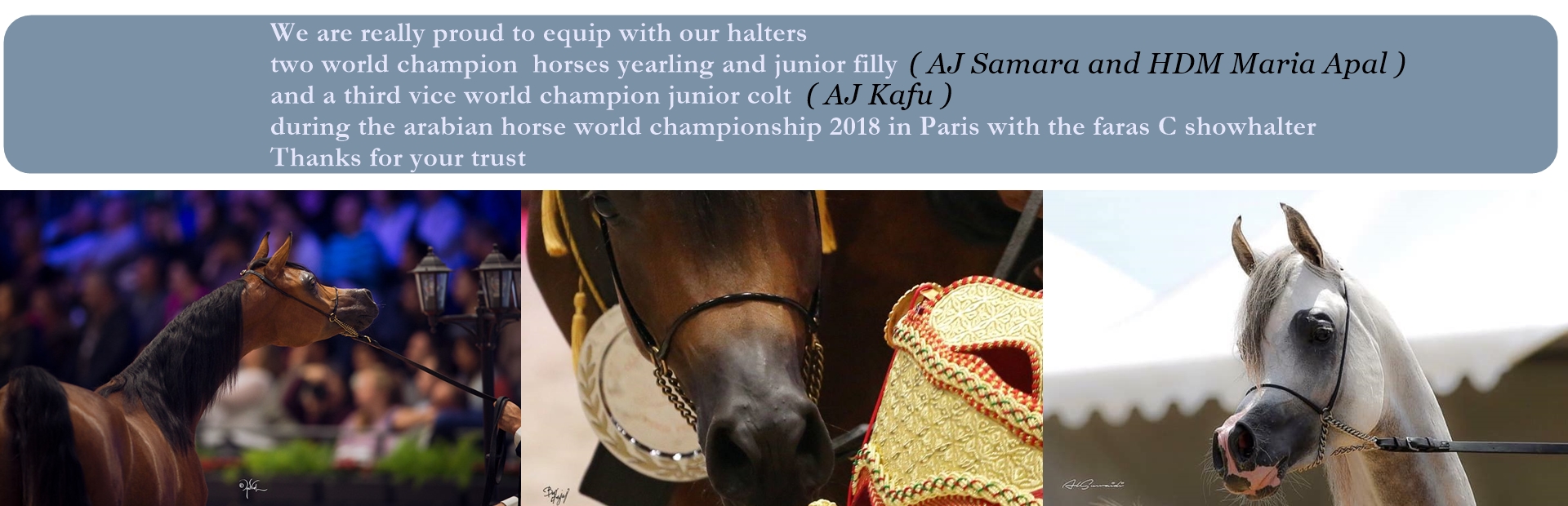 sellerie faras arabian horses world champion