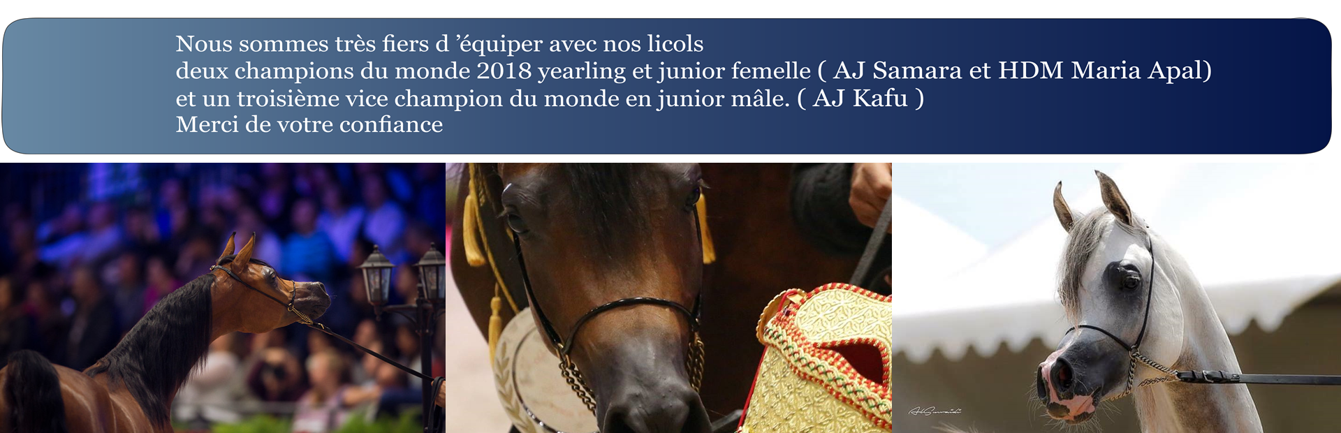 sellerie champion du monde pur sang arabe